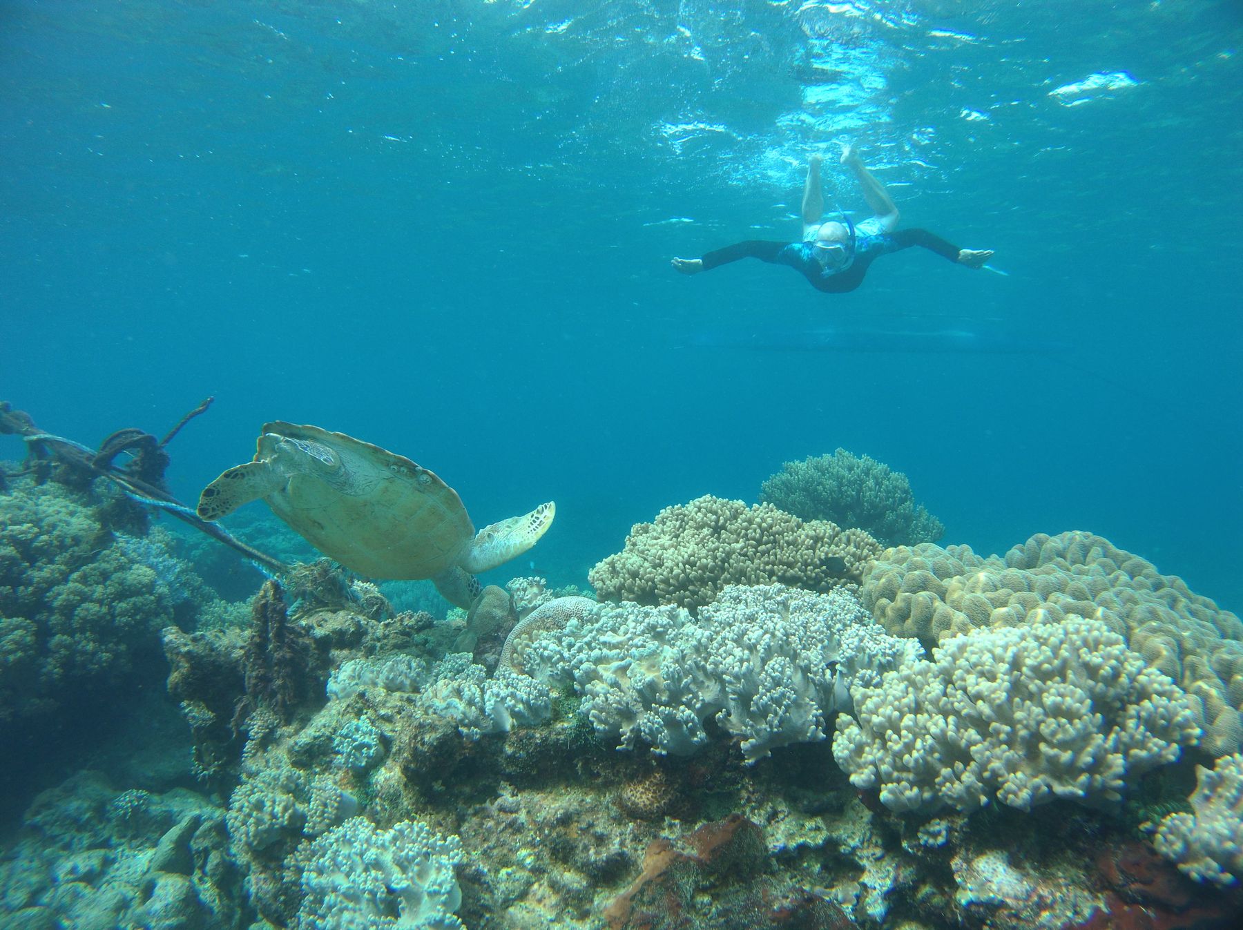 Snorkeller swimming near a sea turtle